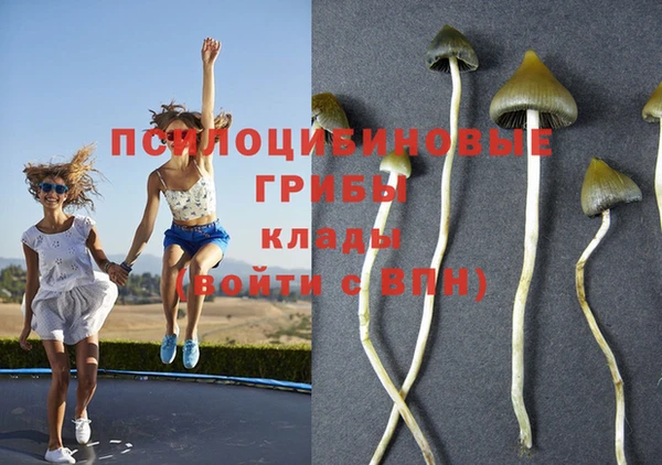 дживик Белокуриха